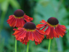 Helenium 'Moerheim Beauty' Zonnekruid bestellen